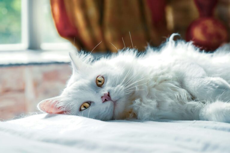 No More Hairballs: The Ultimate Brushing Routine for Your Indoor Cat