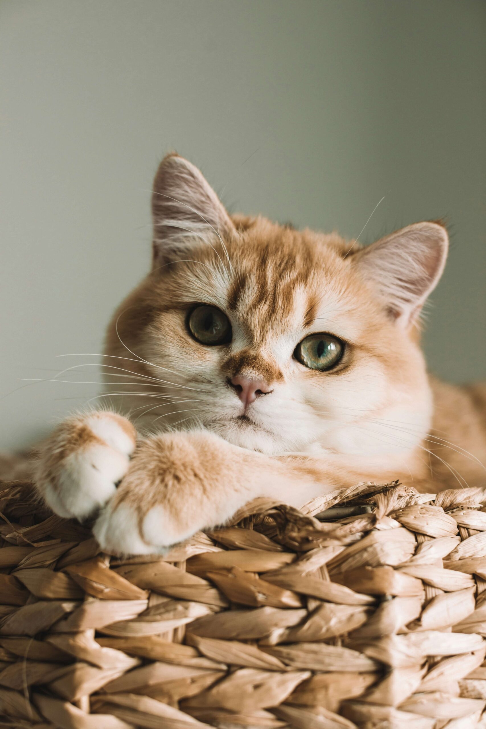 daria-averina-_867Jy8LCkI-unsplash (1)