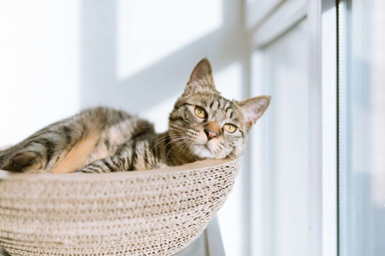 7 Subtle Signs Your Cat Might Be Sick (And What to Do About It)