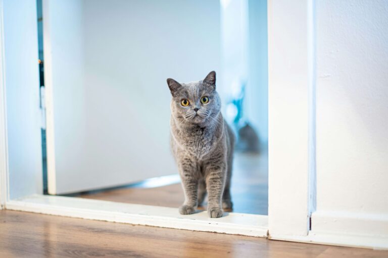 Why Your Cat Follows You Everywhere (And What It Really Means)