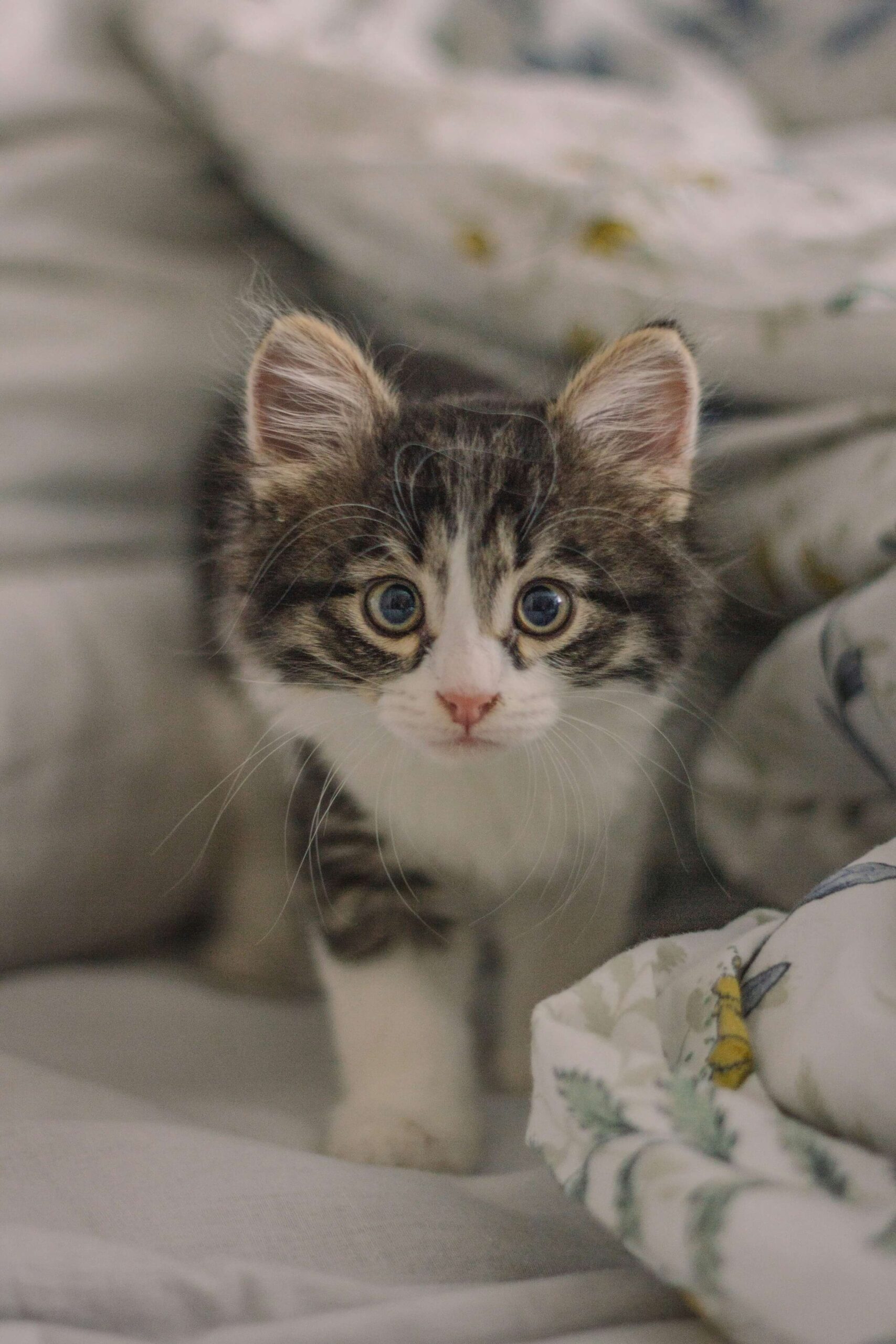 timur-m-SAKLELG-pO8-unsplash1