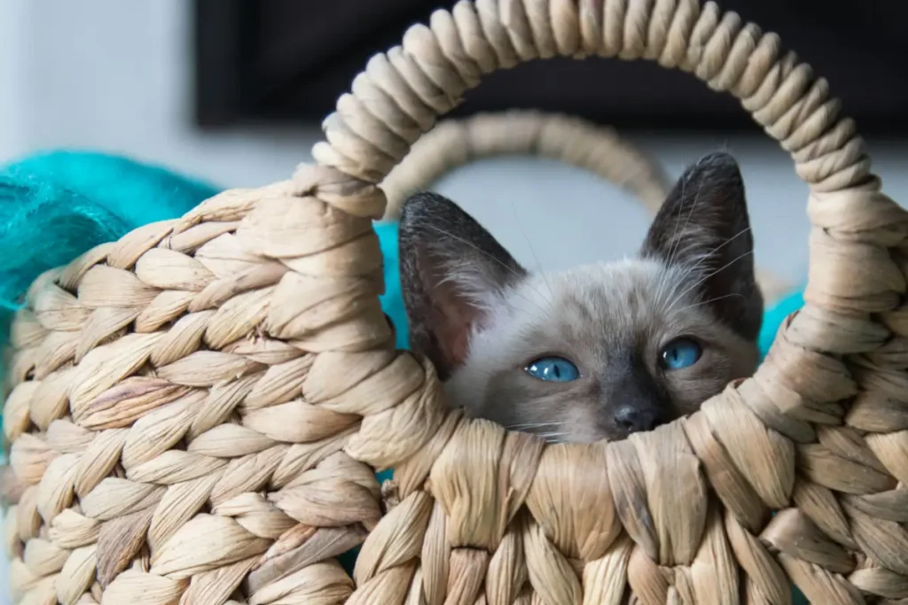 funny cat names