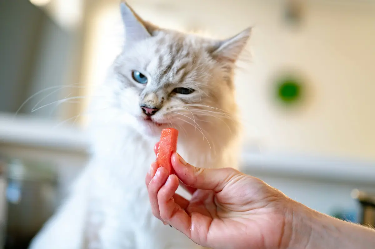 homemade cat food