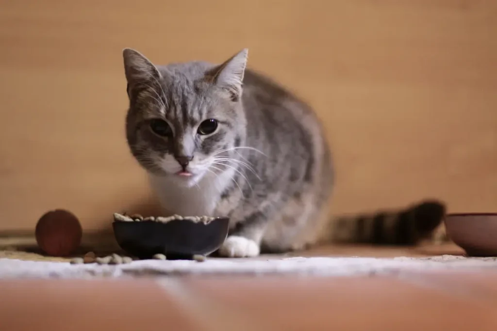 homemade cat food