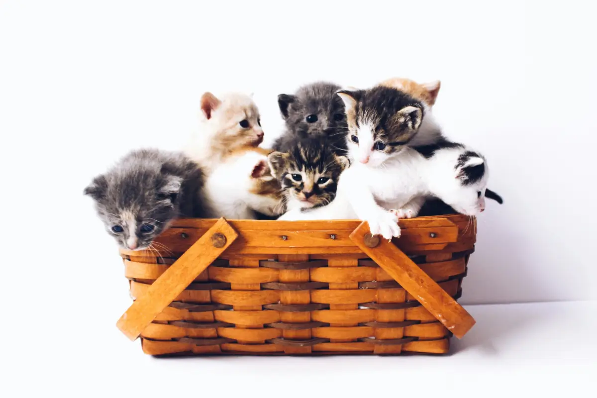 Funny cat names