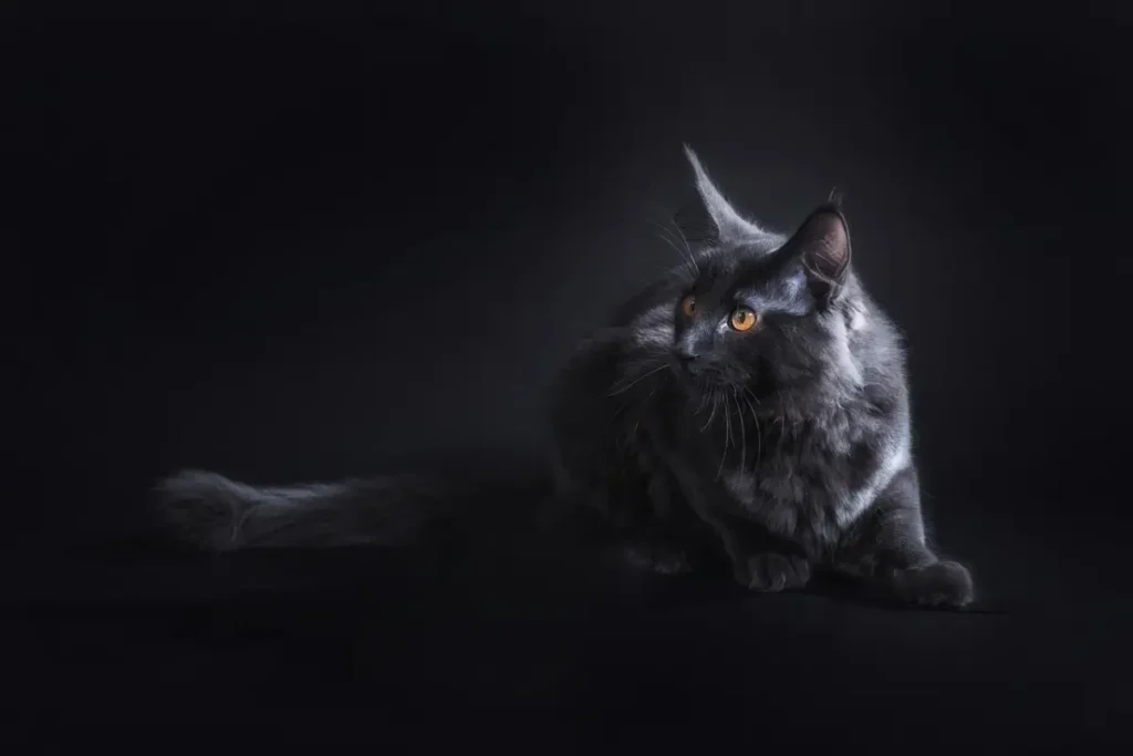 maine coon cat colors