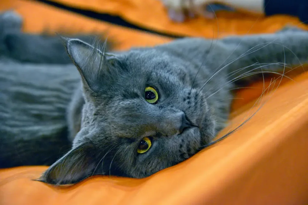 maine coon cat colors