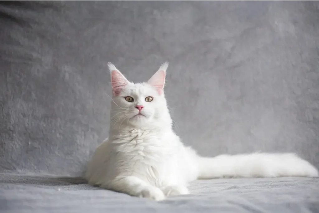 maine coon cat colors